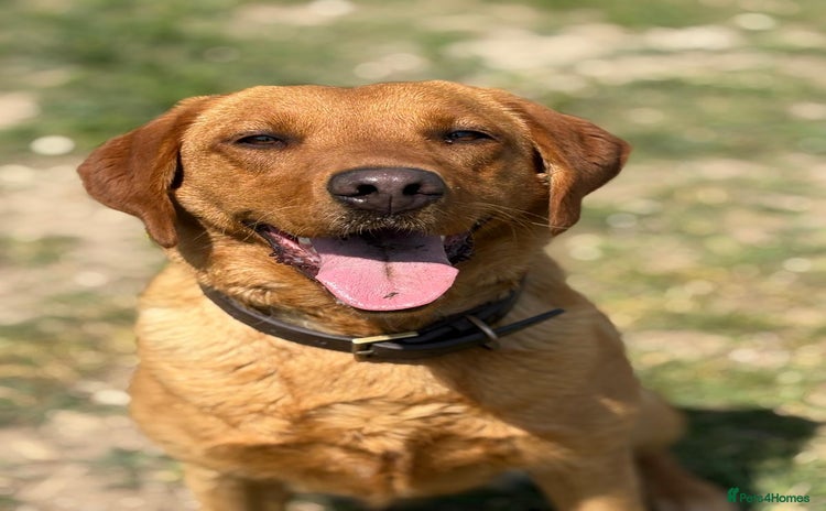 Labrador Retriever dogs - Advert 1