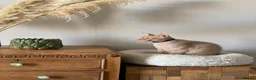 Mixed Breed cats for sale: Rehome Our Charming 5-Year-Old Sphynx in Seaham - Advert 5