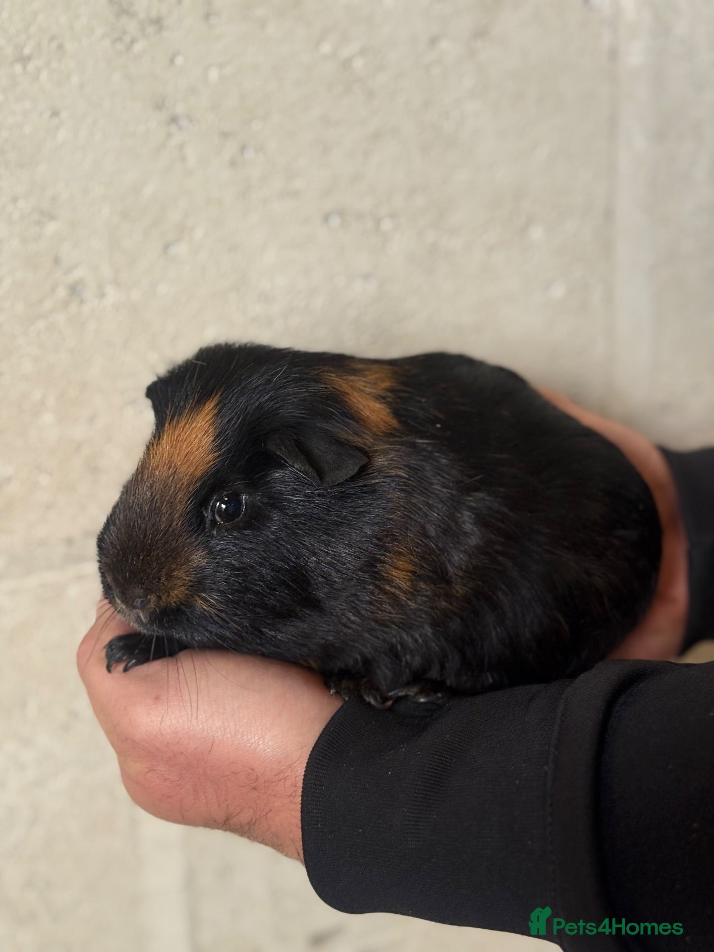 Guinea Pig rodents boar guinea pigs  - Advert 1
