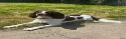 English Springer Spaniel dogs for sale: English Springer Spaniel  - Advert 3