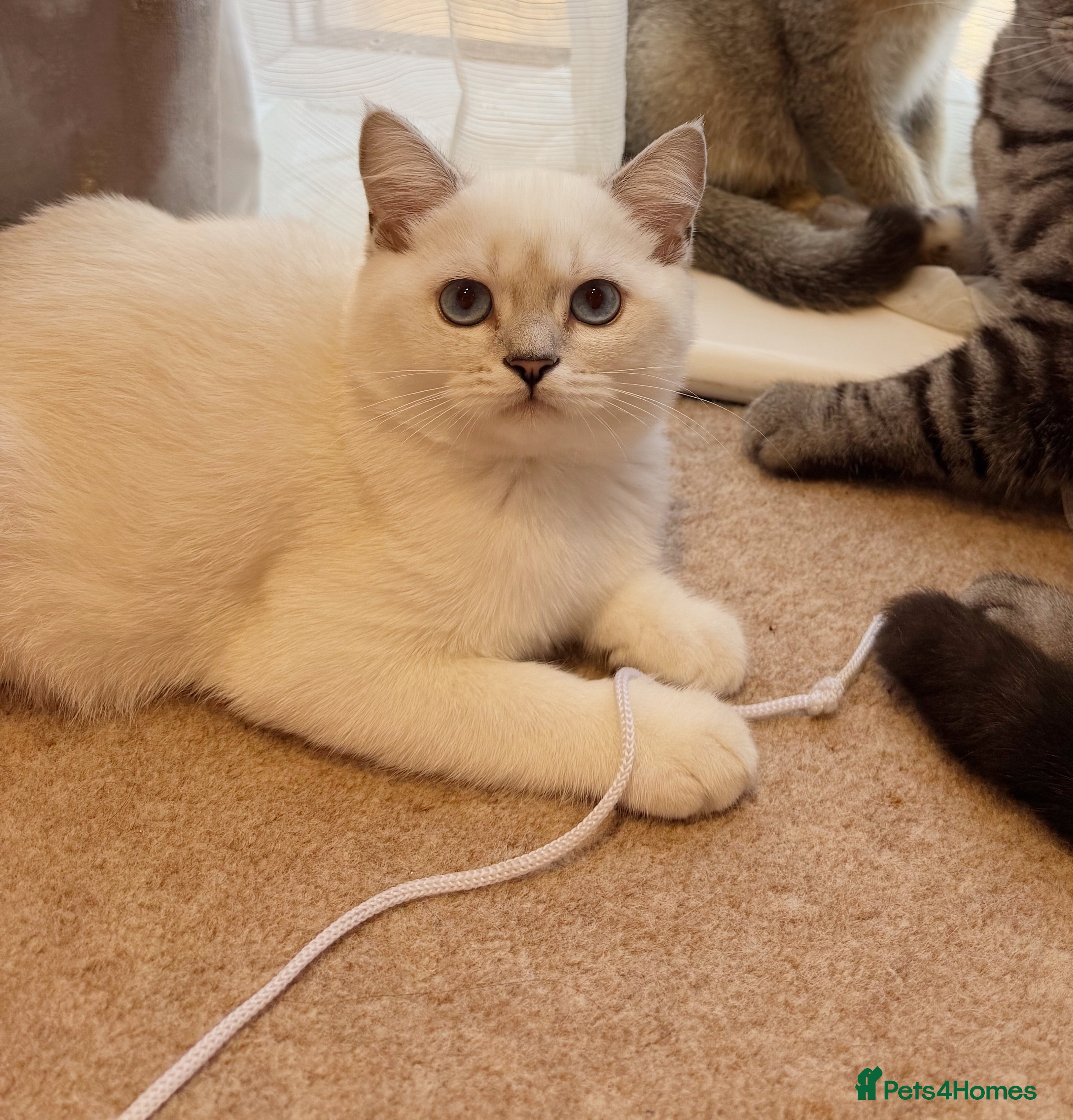 Scottish Fold cats 🐱✨ Beautiful Golden Scottish Fold Kitten - Advert 2