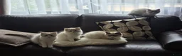 Ragdoll cats for sale: Tica Pedigree Ragdolld in Dalkeith - Advert 9