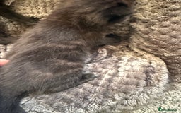 Mixed Breed cats for sale: 2 Beautiful Black/Brown Tabby Kittens - Image 20