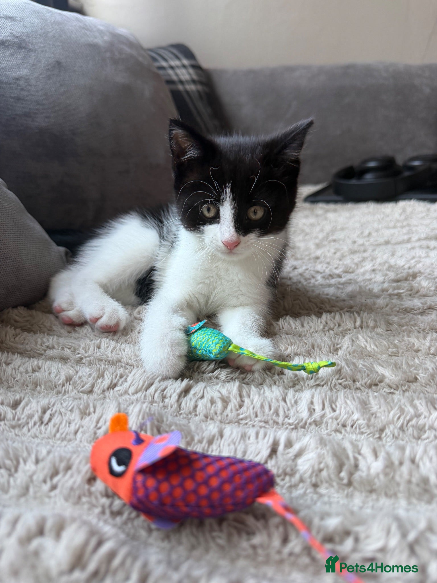 Domestic Shorthair cats Kitten - Advert 7