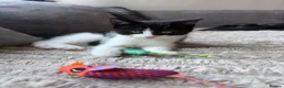 Domestic Shorthair cats for sale: Kitten in Doncaster - Advert 1