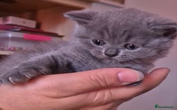 British Shorthair cats for sale: BSH kittens for new home  - Image 11