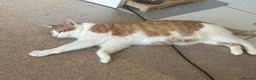 American Shorthair cats for sale: Lovely orange and white boy cats - Advert 6