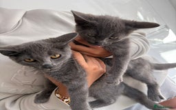 Mixed Breed cats for sale: 2 Grey Kittens  - Image 2