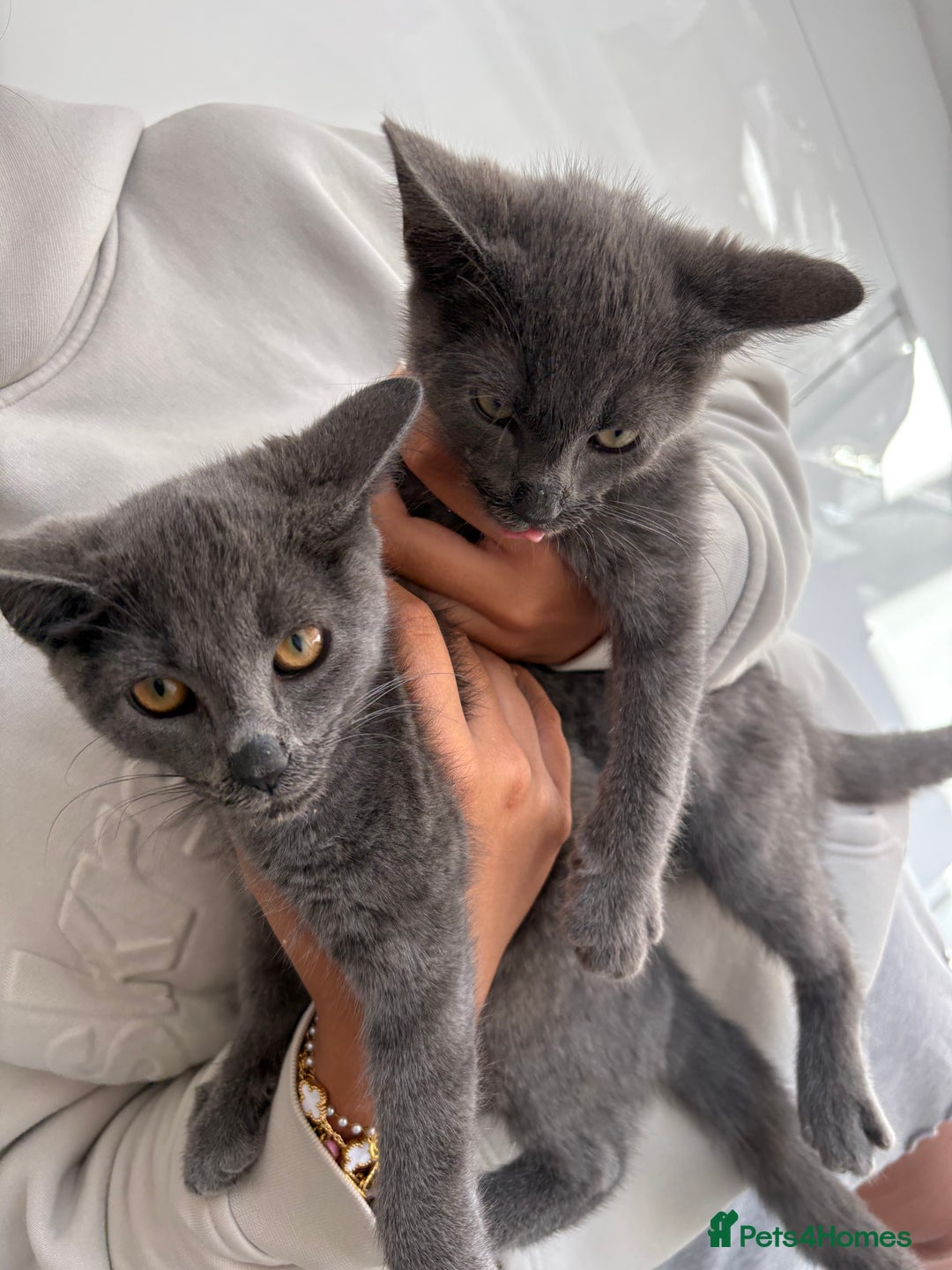 Mixed Breed cats for sale: 2 Grey Kittens  - Image 2