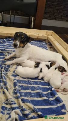 Jack Russell dogs Jack Russel puppys  - Advert 1