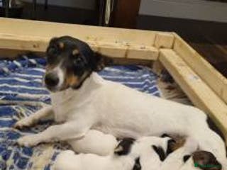 Jack Russell dogs Jack Russel puppys - Advert 13