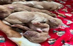 Cocker Spaniel dogs for sale: Cocker spaniel puppies  - Advert 4