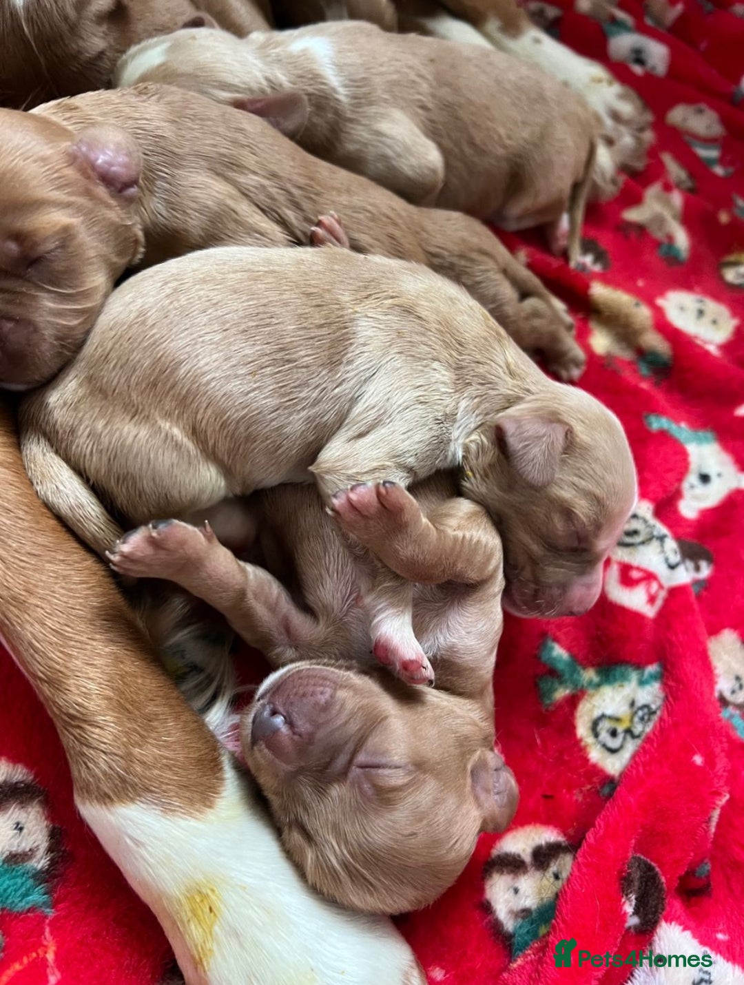 Cocker Spaniel dogs for sale: Cocker spaniel puppies  - Advert 4