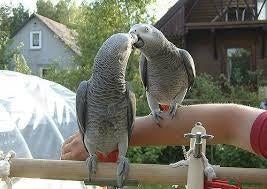 Conures birds  DNA Tested Male and female Sun Conure  - Advert 7