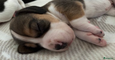 Beagle dogs - Advert 13