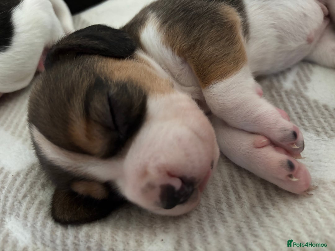 Beagle dogs for sale: KC registered Beagle puppies  - Image 2