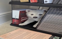 Pomsky dogs for sale: Vergil - Image 9