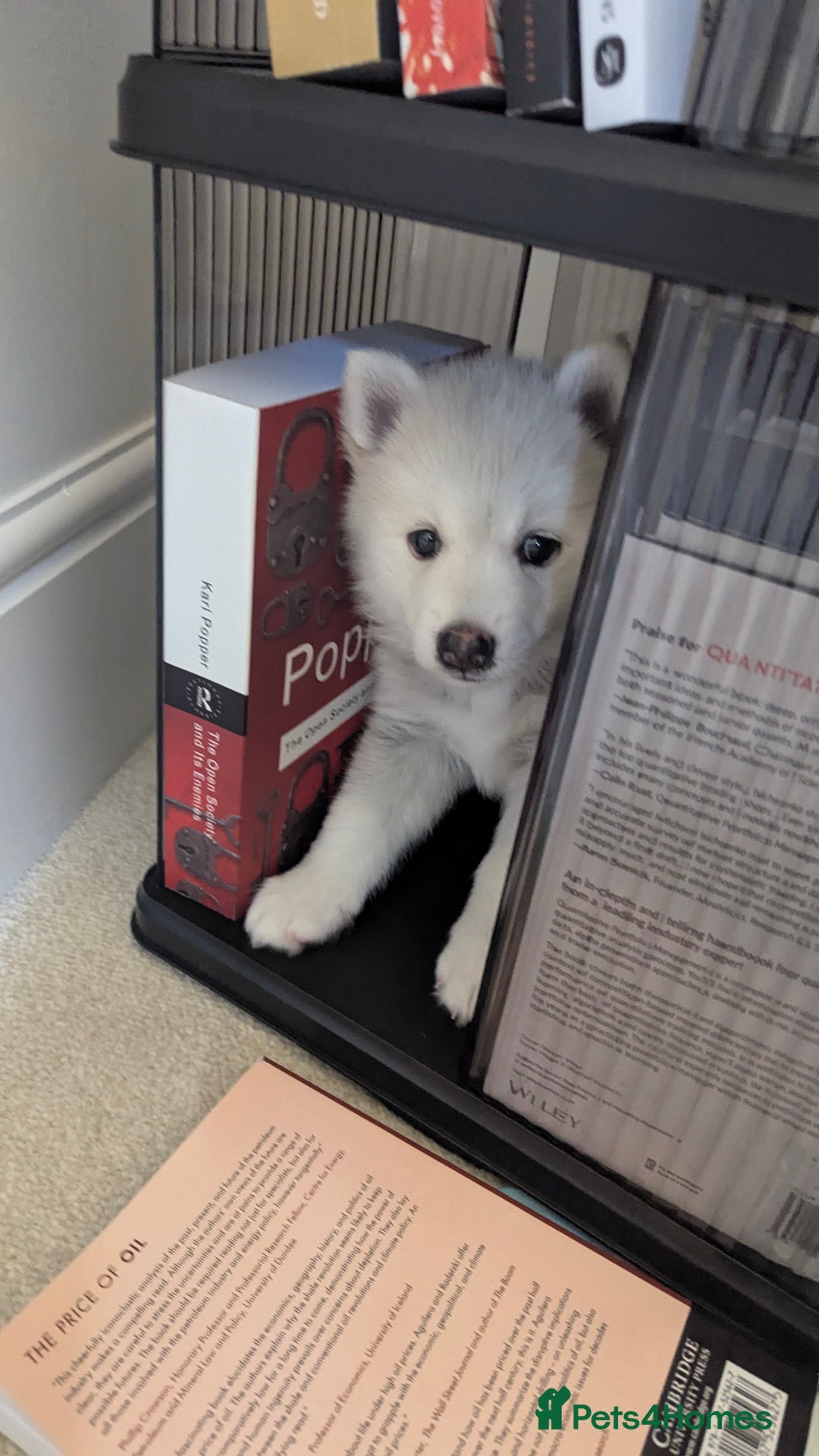 Pomsky dogs for sale: Vergil - Image 9