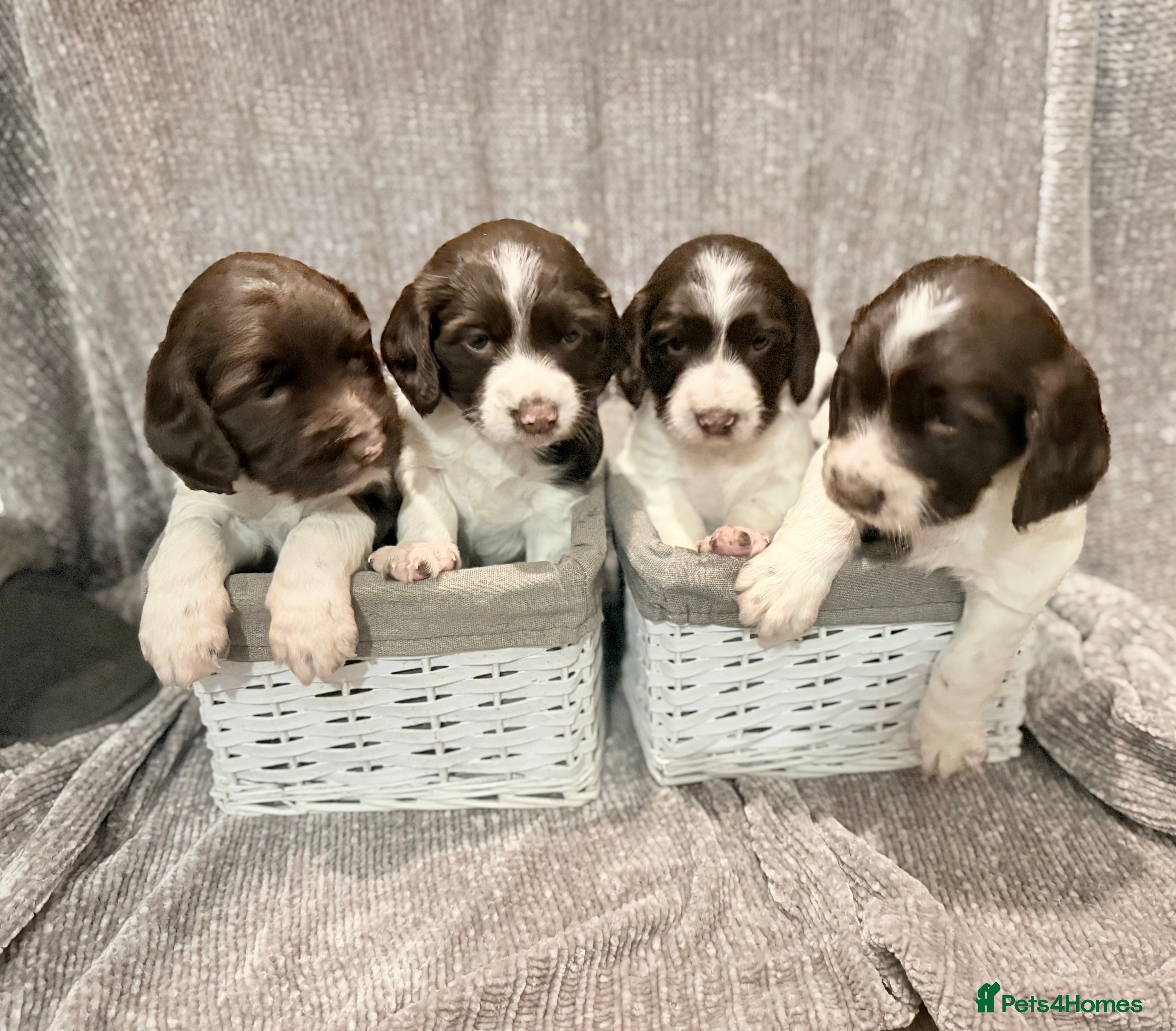 Sprocker dogs Exceptional F1B Sprocker puppy-male  - Advert 5