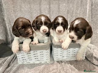 Sprocker dogs Exceptional F1B Sprocker puppy-male - Advert 5