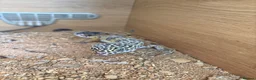 Leopard Gecko reptiles for sale: Female Leopard Gecko - Advert 2