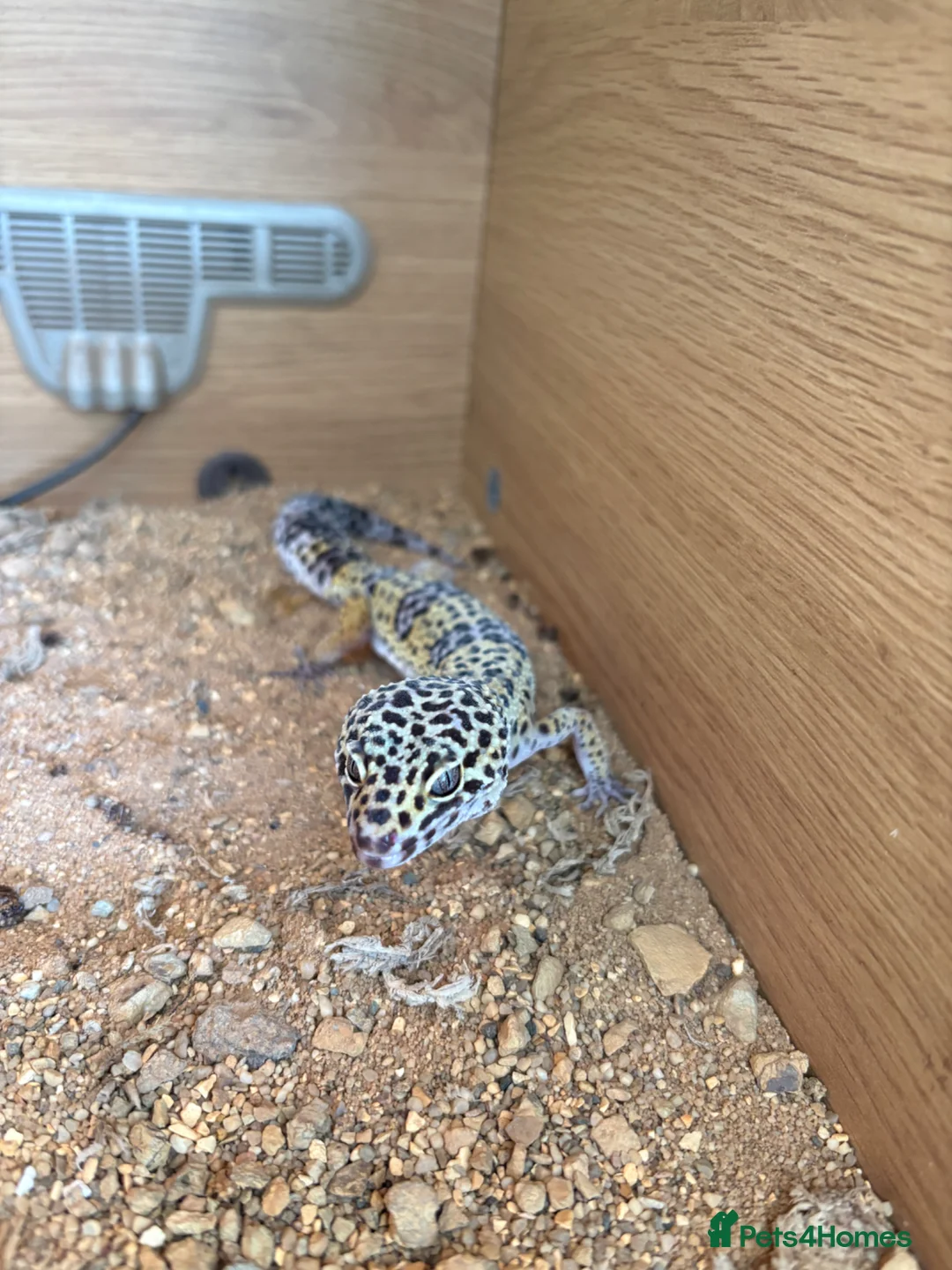 Leopard Gecko reptiles for sale: Female Leopard Gecko - Advert 2