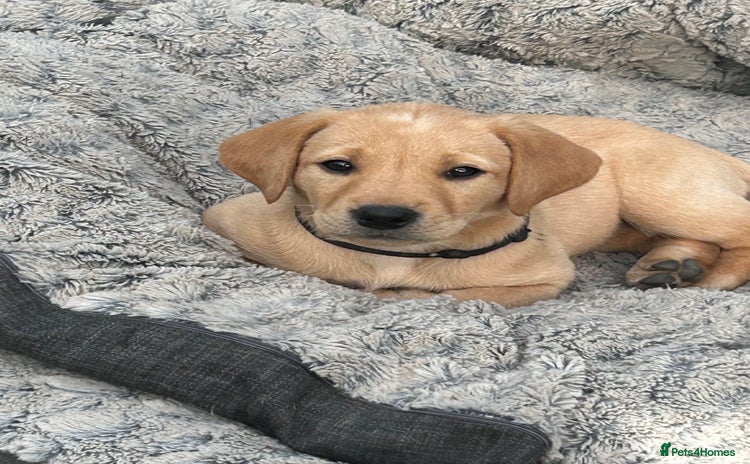 Labrador Retriever dogs in Hereford - Advert 3