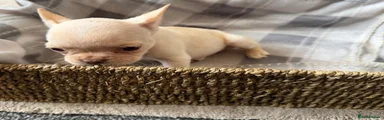 French Bulldog 5
