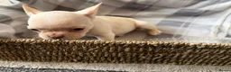 French Bulldog dogs for sale: Beautiful French bulldog puppies  - Advert 7