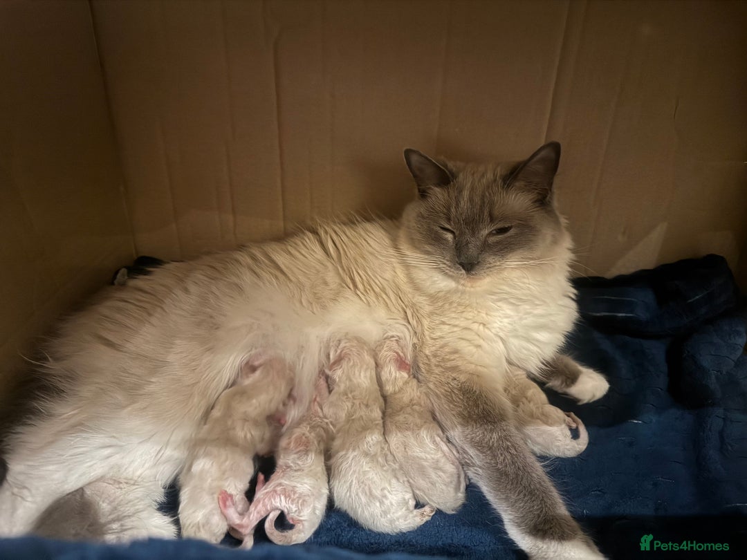 Ragdoll cats for sale: Cute & Gorgeous Purebred Bluepoint Ragdoll Kittens - Image 9