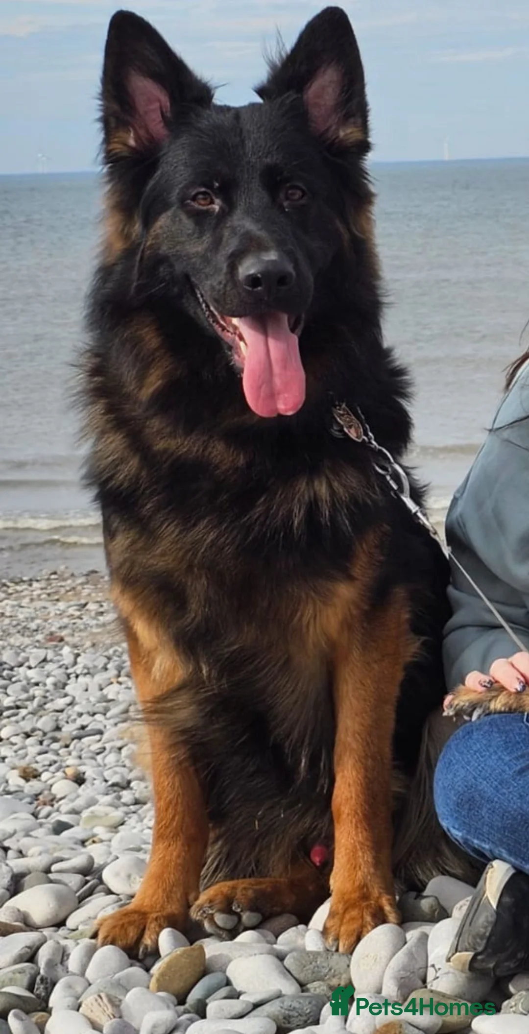 German Shepherd dogs for sale: Stunning Pedigree Female German Shepherd Puppy - Advert 15