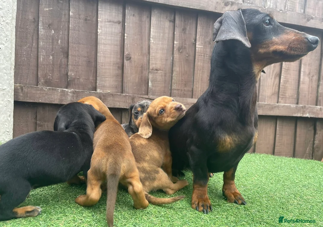 Dachshund dogs for sale: 6 beautiful dachshunds ready for new homes!!!! in Leeds - Advert 11