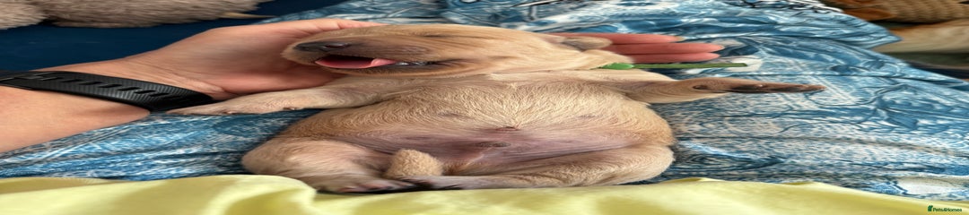 Golden Retriever Puppy 1