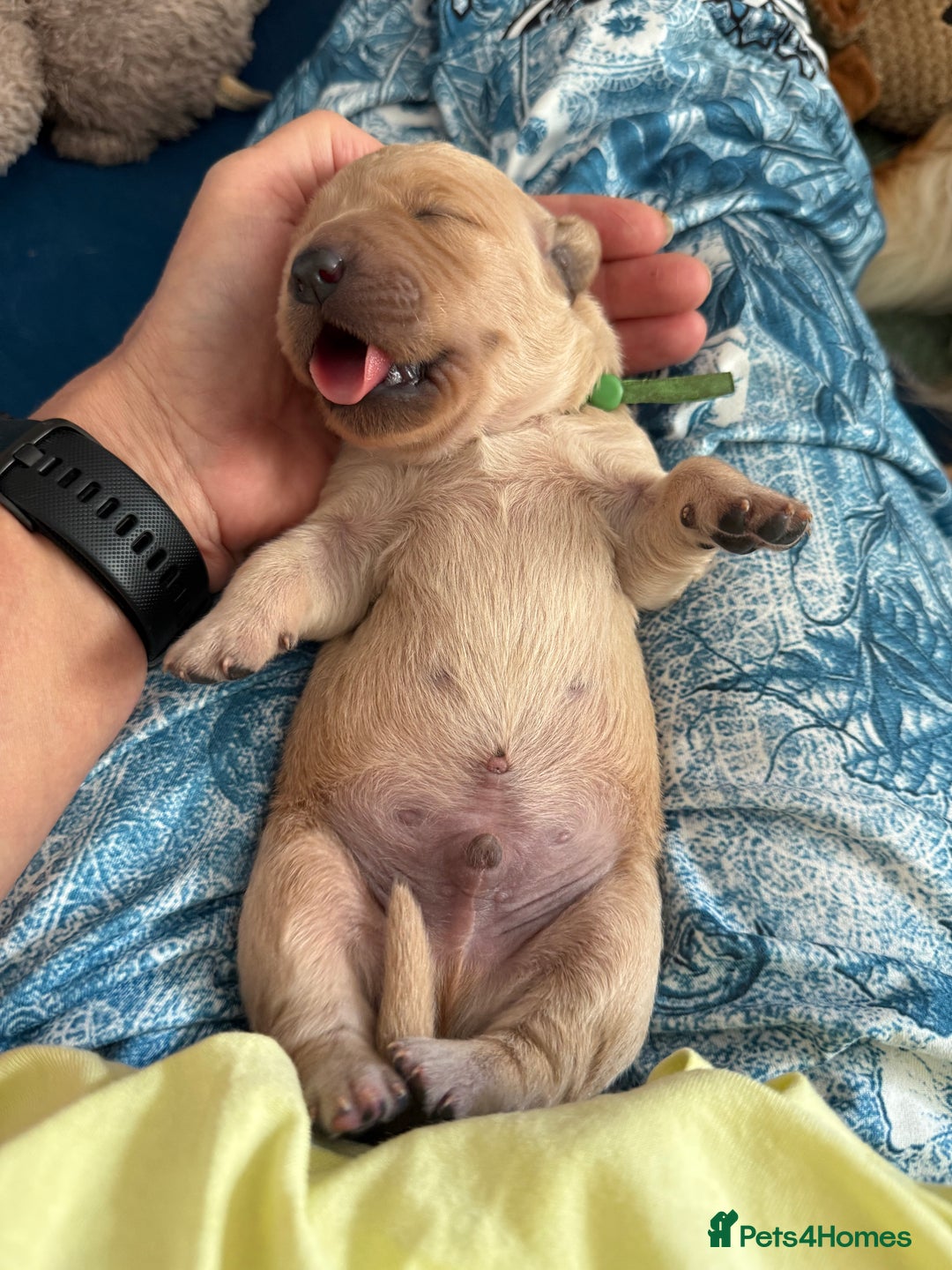 Golden Retriever dogs for sale: Beautiful Golden Retriever boys  - Image 16