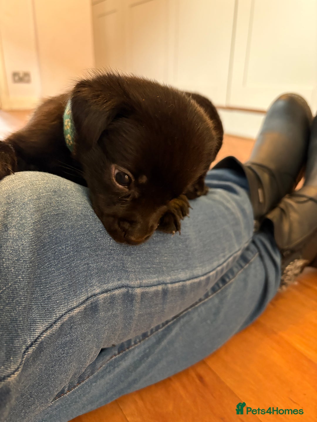 Labrador Retriever dogs for sale: Beautiful puppies, proud of Mum - Advert 9