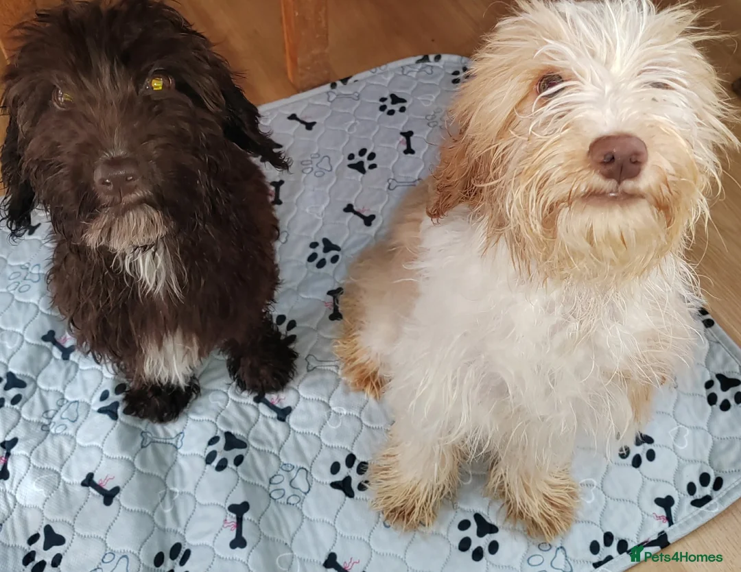 Mixed Breed dogs for sale: Two sprockerpoo sisters for rehoming in Gateshead - Advert 1