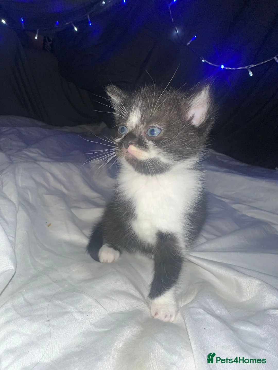Mixed Breed cats for sale: 3 female kittens  in Chelmsford - Advert 5