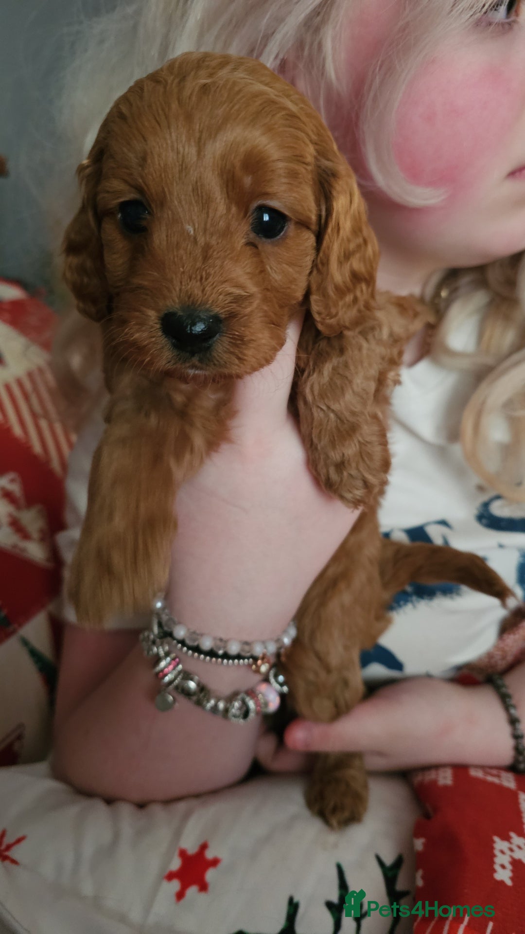 Cavapoo dogs for sale: Dashing Cavapoo Puppies  - Advert 29