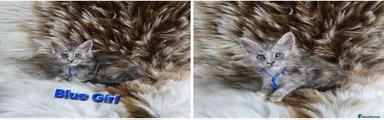 Maine Coon Kitten 2