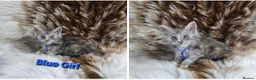 Maine Coon cats for sale: Tica Maine Coon kittens - Advert 3