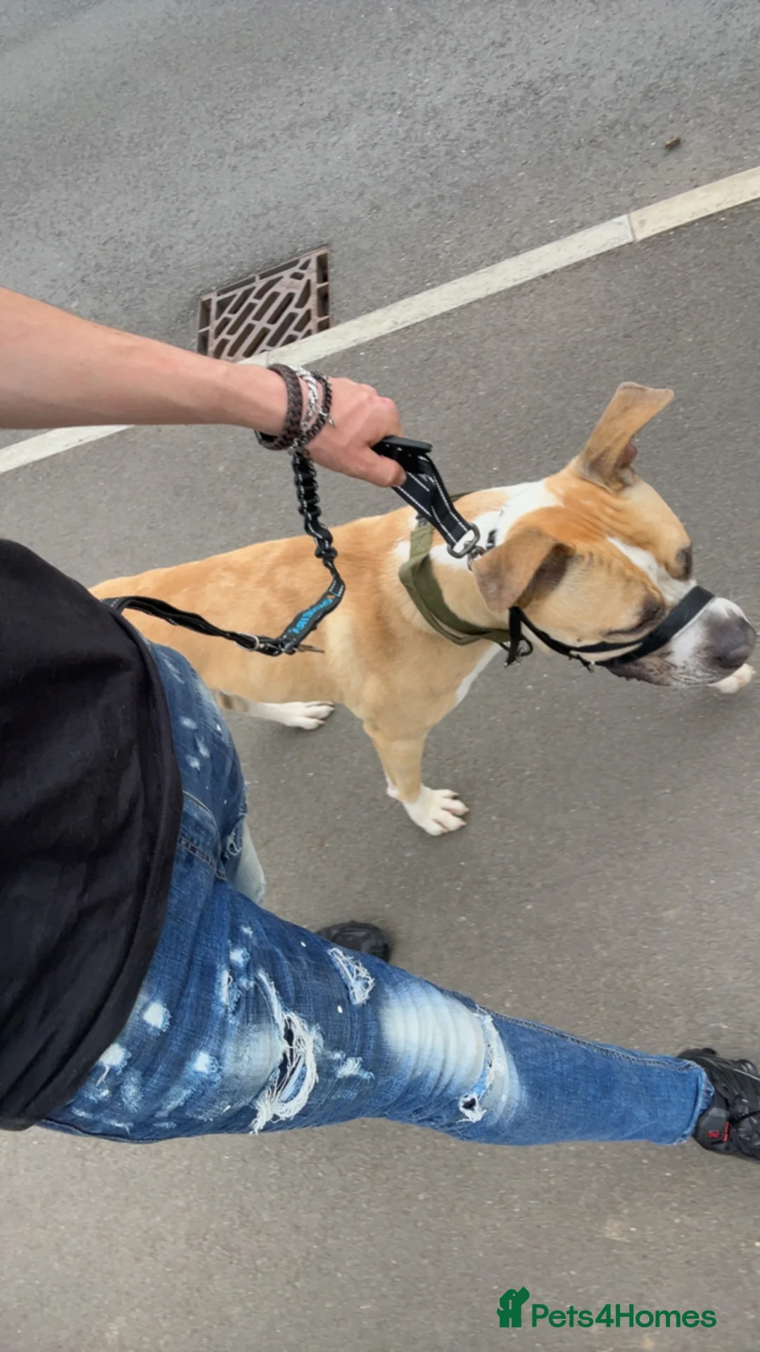 American Bulldog dogs for sale: Loki (American bulldog boy) in Basingstoke - Advert 2