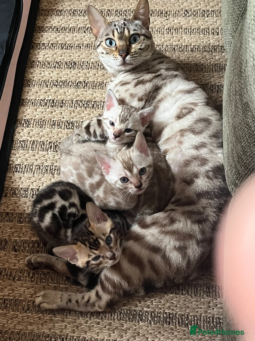 Bengal cats for sale: Stunning Bengal boy  - Advert 1