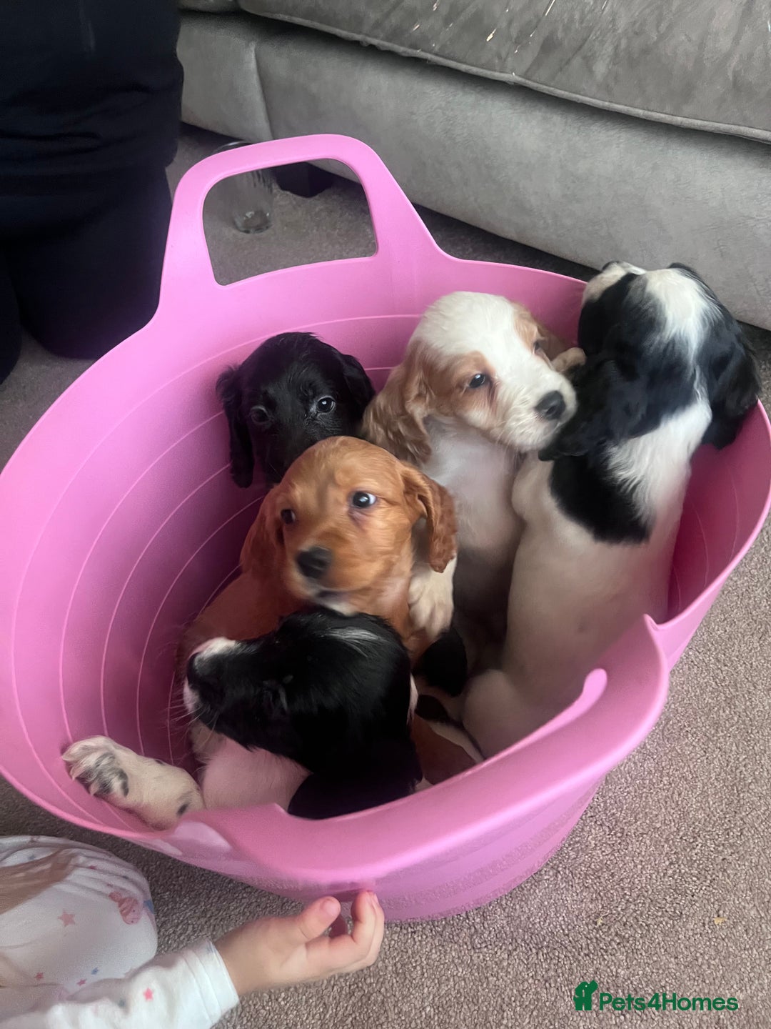 Cocker Spaniel dogs for sale: Cocker spaniels  - Image 9