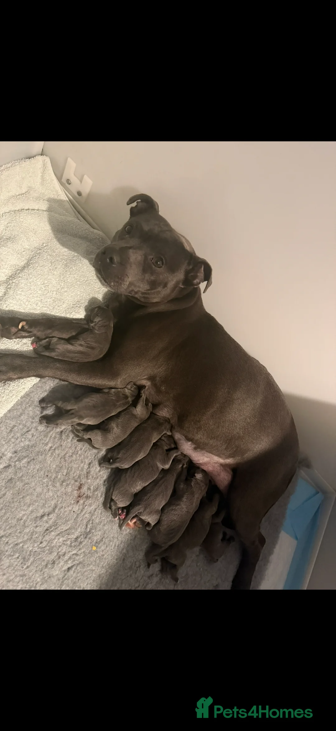Staffordshire Bull Terrier dogs for sale: Blue KC registered Staffordshire bull terrier - Advert 2