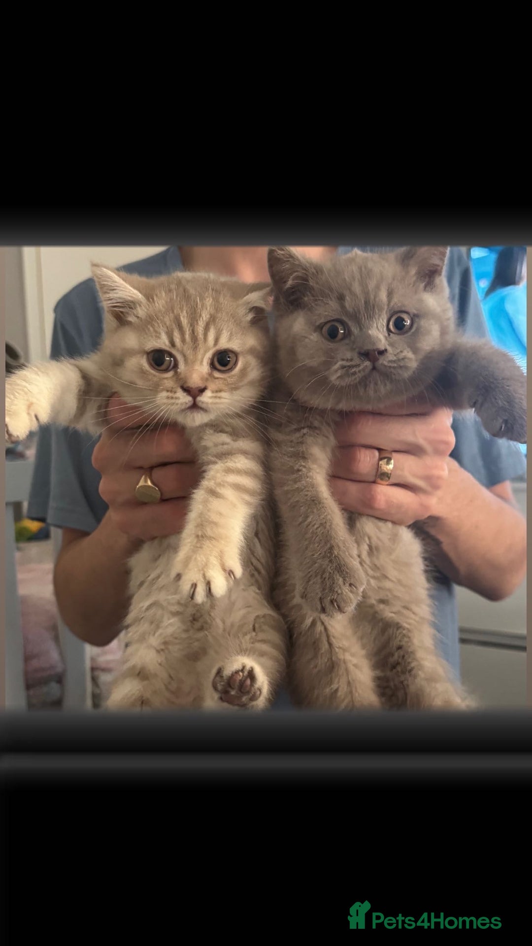 British Shorthair cats for sale: Female now available  - Advert 9