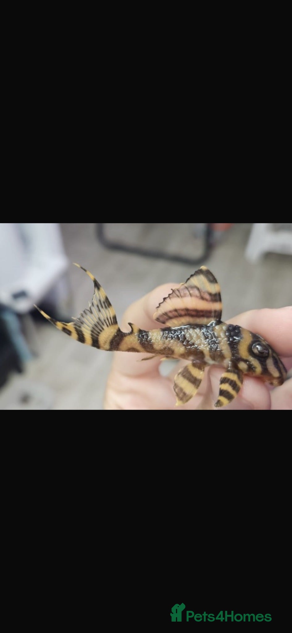 Plecos fish RARE L333 Goldline AA grade sub adults - Advert 9