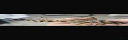 Plecos fish for sale: RARE L333 Goldline AA grade sub adults - Advert 1