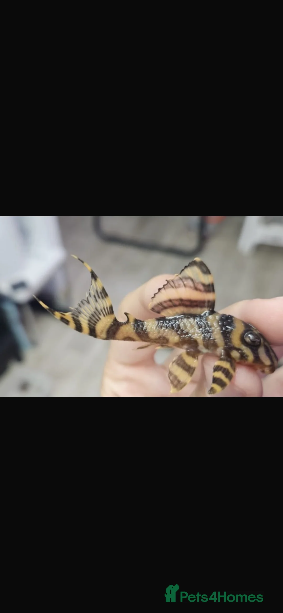 Plecos fish for sale: RARE L333 Goldline AA grade sub adults - Advert 1
