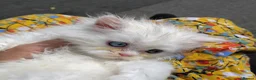 Persian cats for sale: Persian kittens for sale - blue eye beauty  - Advert 6
