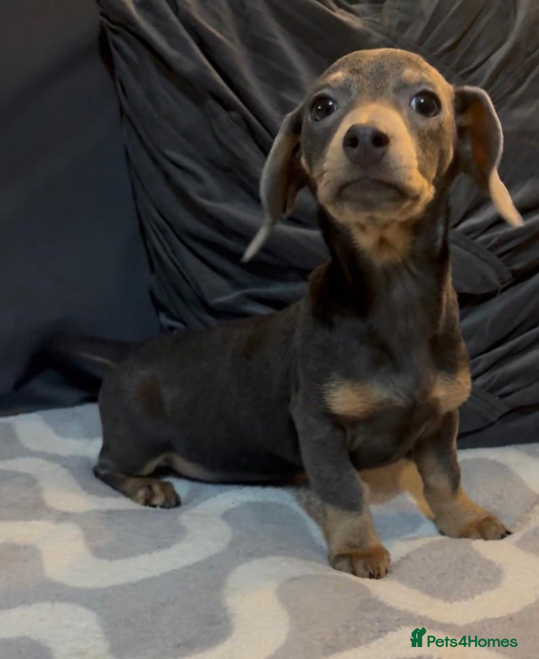 Mixed Breed dogs for sale: Daxijacks puppies ❤️💙 - Advert 18